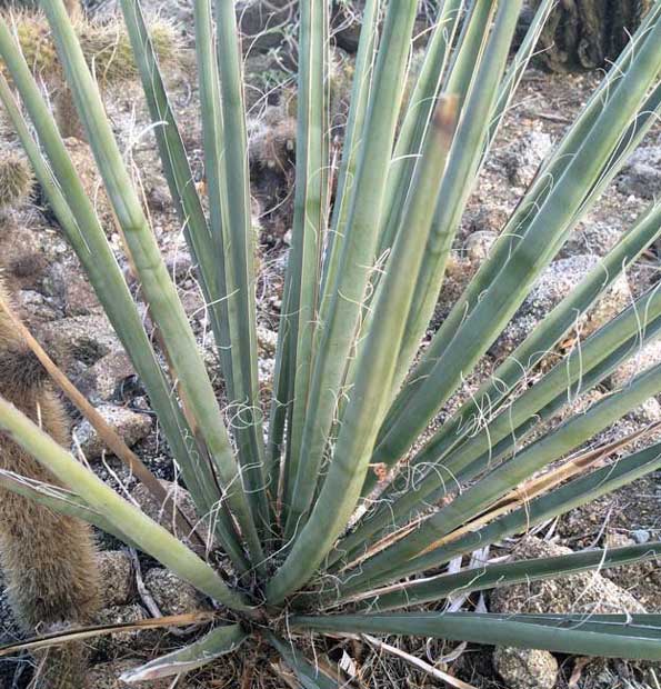 Yucca benefits: mojave yucca plant uses (Yucca schidigera)