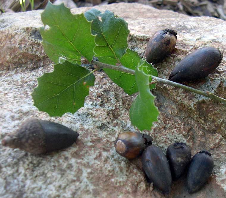 California Live Oak Trees Valuable Source Of Acorn Meal For