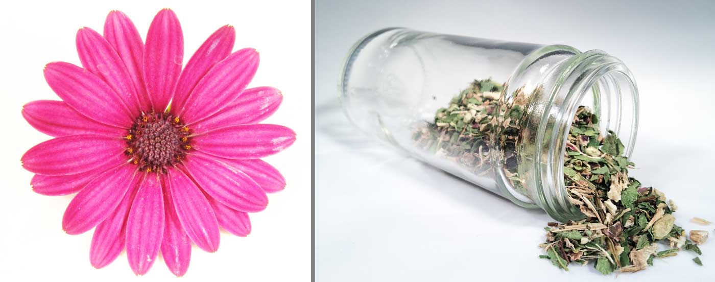 echinacea for colds and immune systems