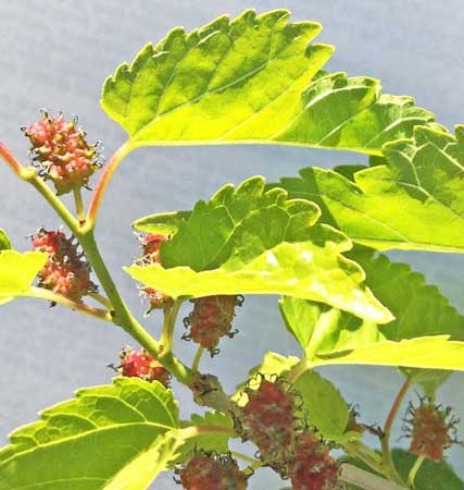 benefits of white mulberries