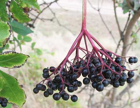 black elderberry for colds
