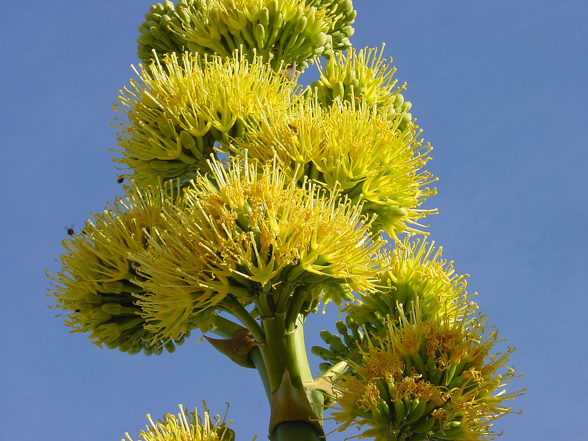 california native plant desert agave