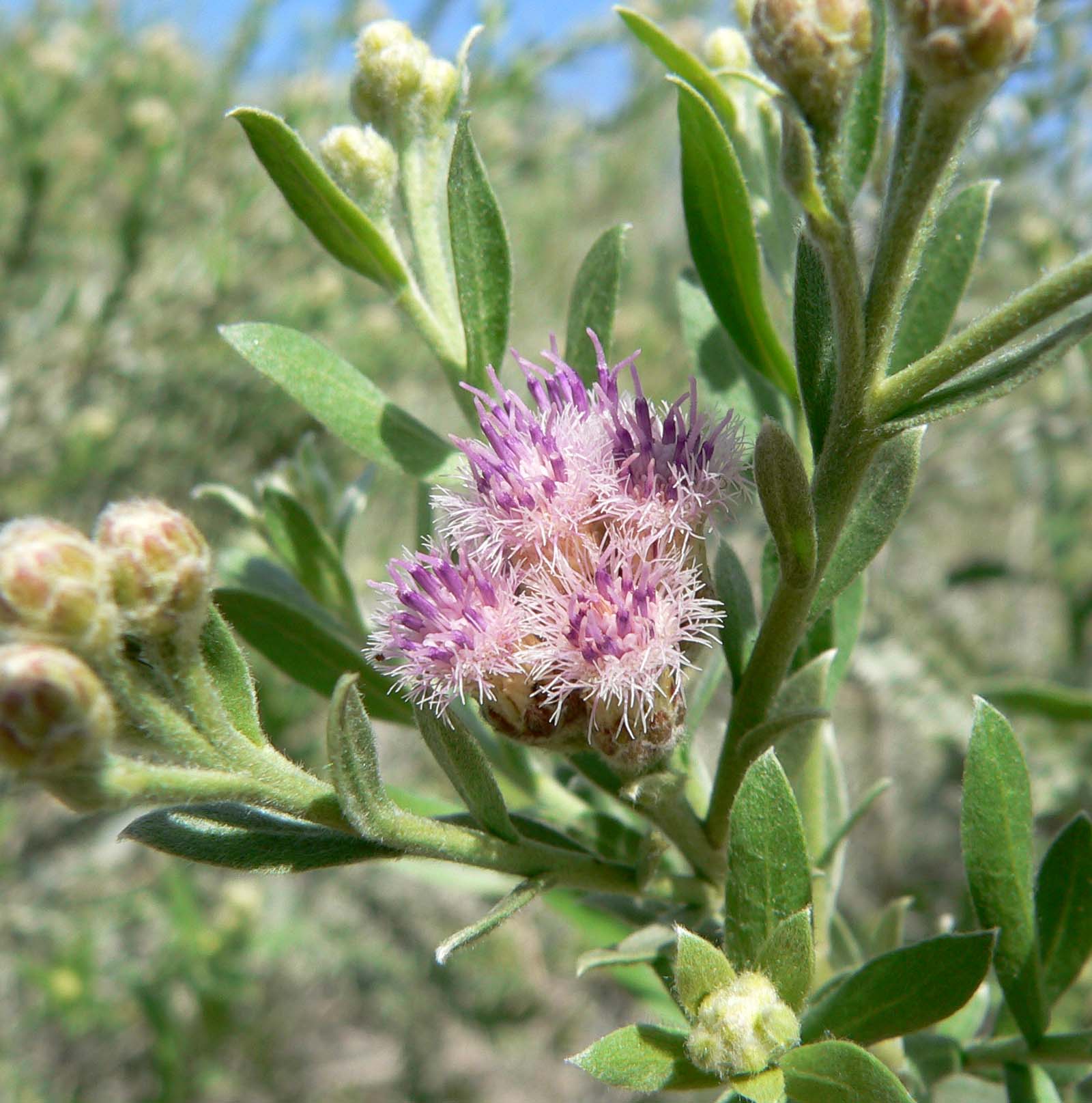 california native arrrowweed