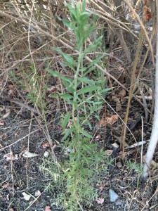 arrow weed plant