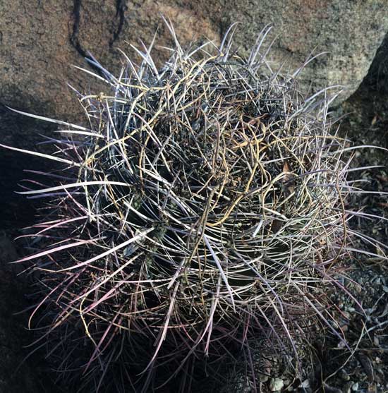 compass barrel-cactus