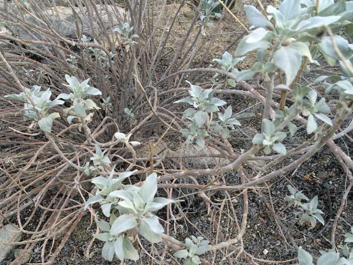 native plant brittlebush plants