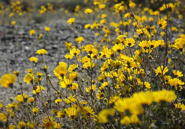 native plant brittlebush plants