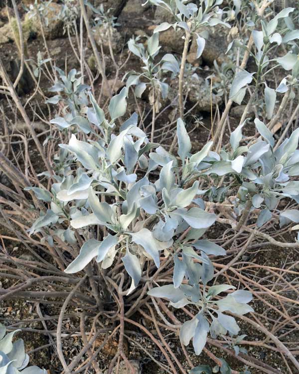 california native plants