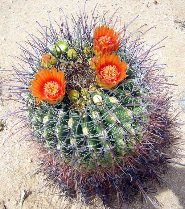 barrel cactus