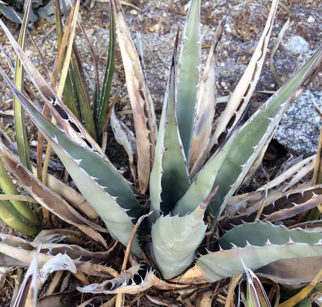 agave americana california native plants