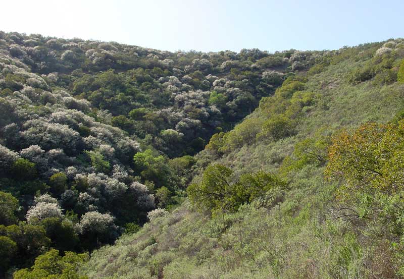 coastal-sage-scrub