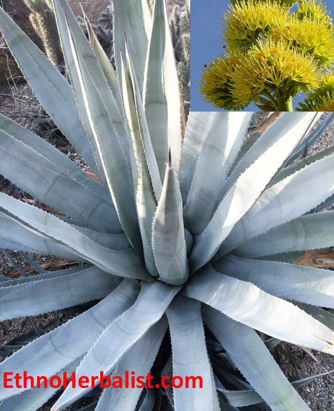 desert agave california native plants