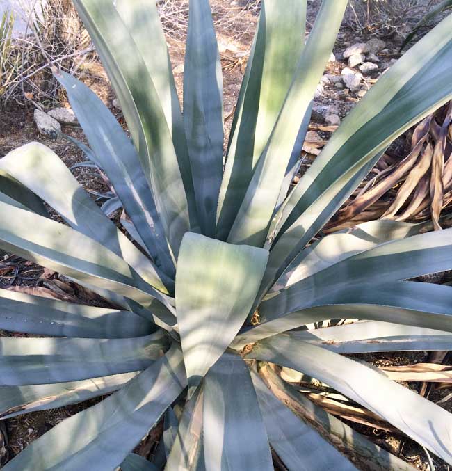 agave natives