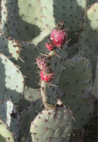 kumeyaay medicinal plants