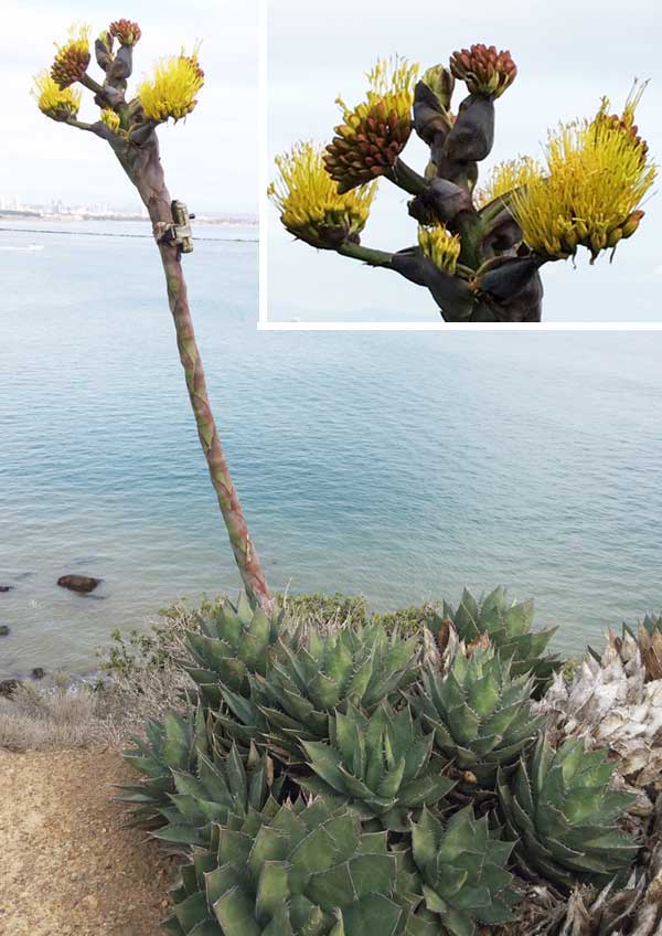 california native plants brittlebush plant