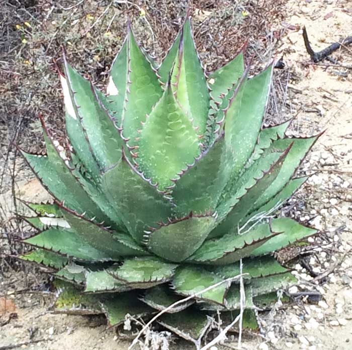 san diego native plants