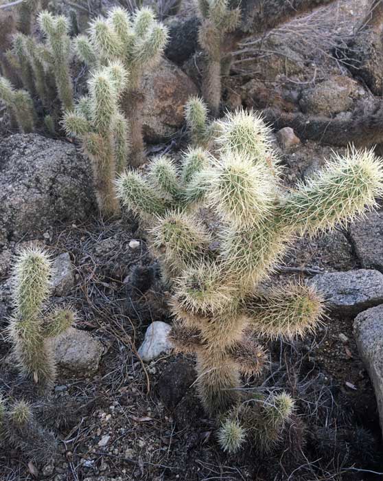 the teddy bear cholla cactus