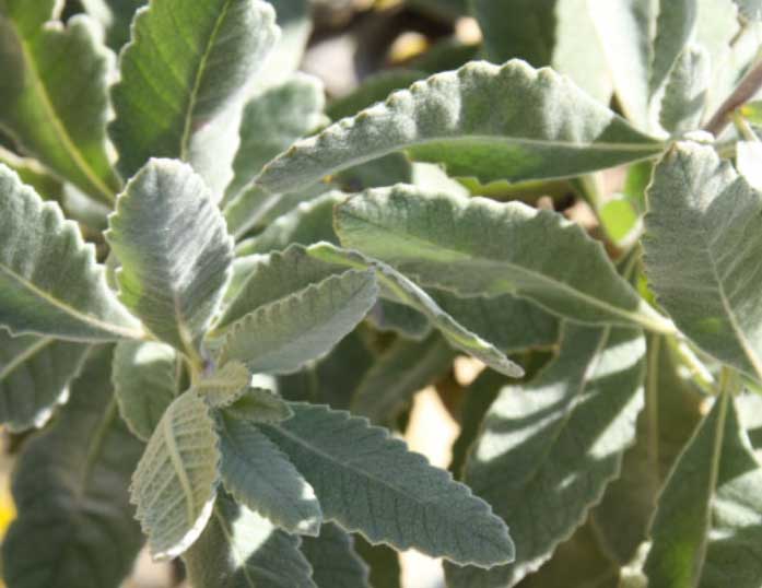 yerba-santa plant