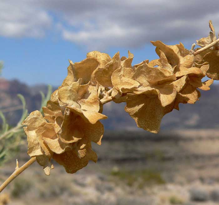 Atriplex canescens