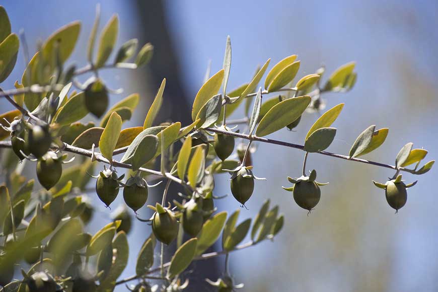 jojaba seed oil