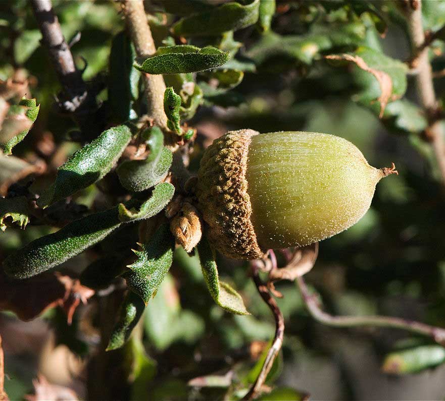 california scrub oak