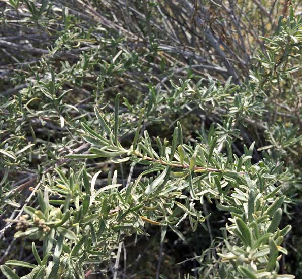 four wing saltbush