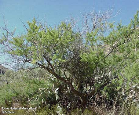 Acacia greggii native southwest plants