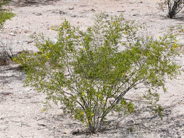 creosote bush medicinal uses