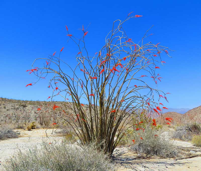 ocotillo uses