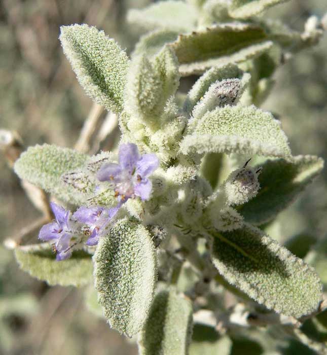 desert lavender plant