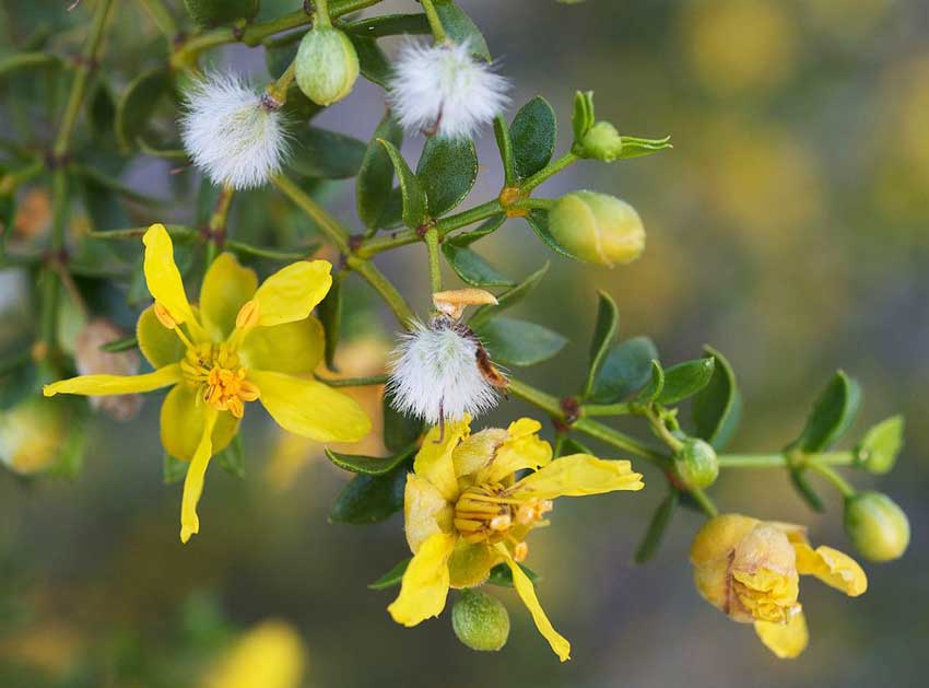 creosote bush uses