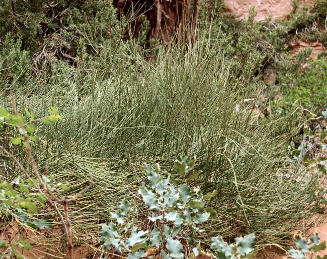 ephedra uses