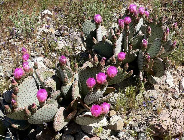 Opuntia_beavertail cactus