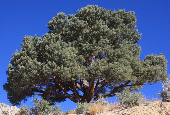 pinyon pinon pine 