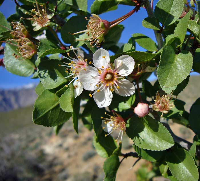 desert apricot