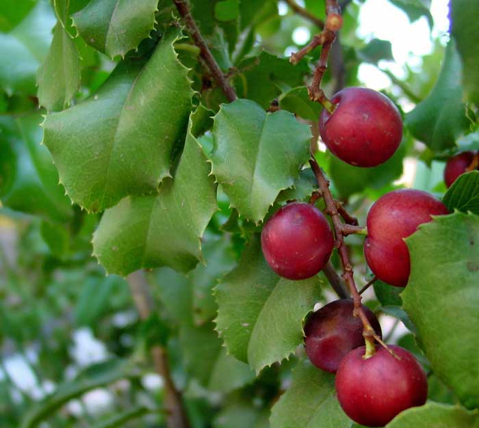 Prunus ilicifolia