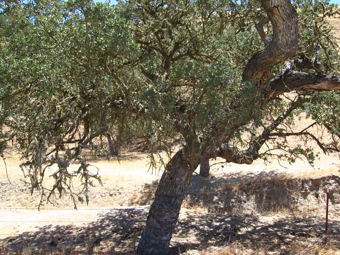 Quercus Agrifolia oak live oak
