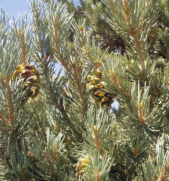 pinyon nuts pine