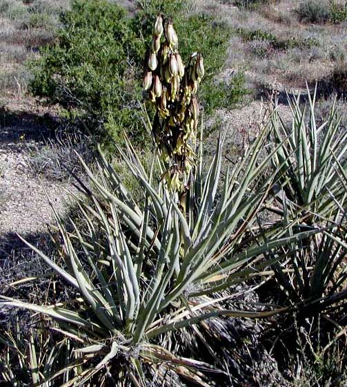 banana yucca plants