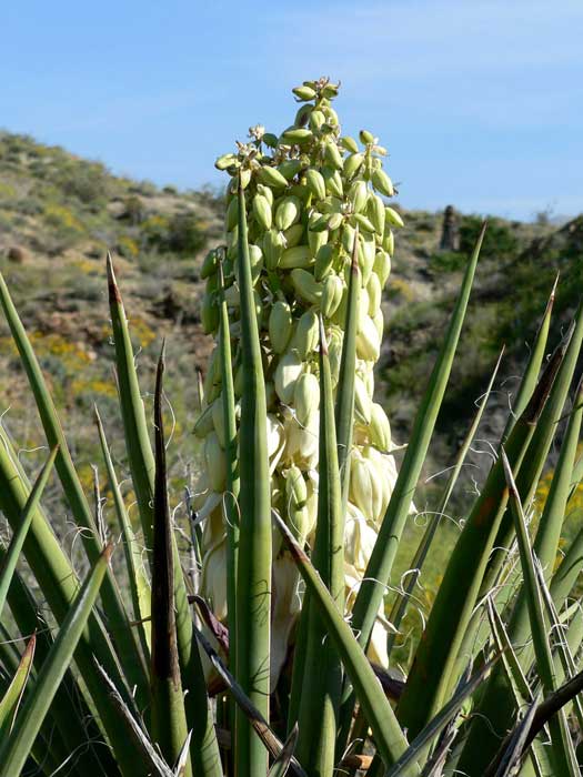 mojave yucca plant uses