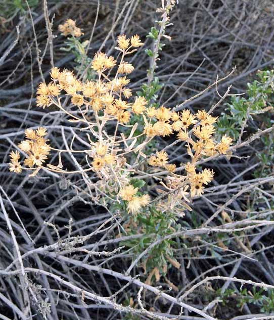 california native plants