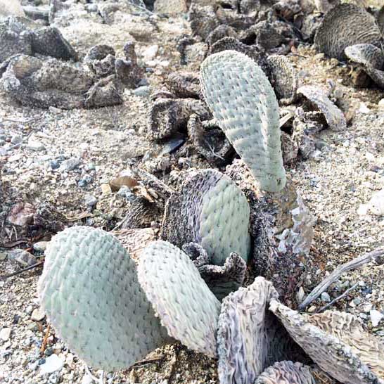 beavertail-cactus