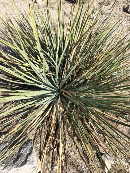 yucca spanish bayonet