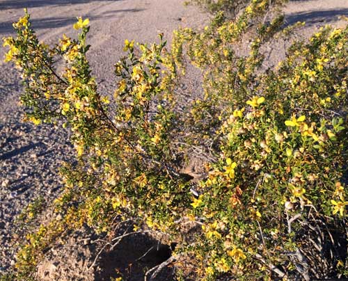 creosote bush uses