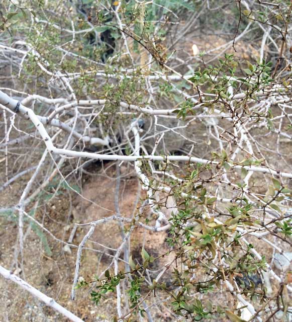 creosote bush