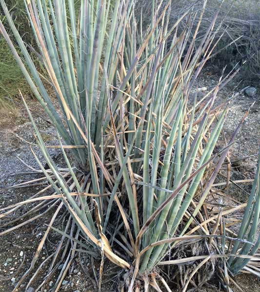 banana yucca fruit