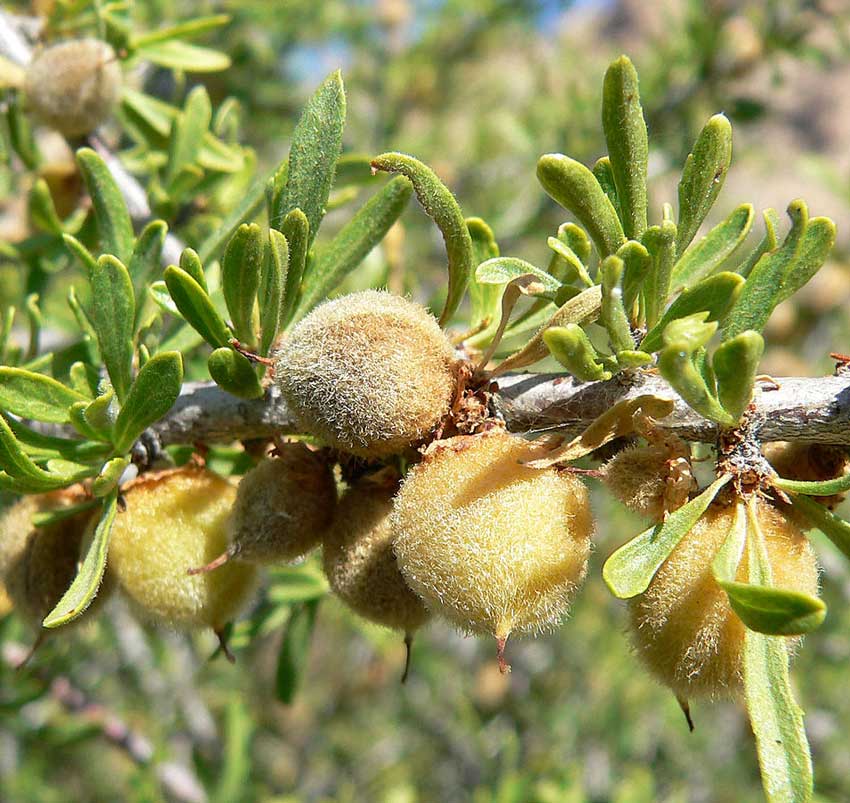 desert almond