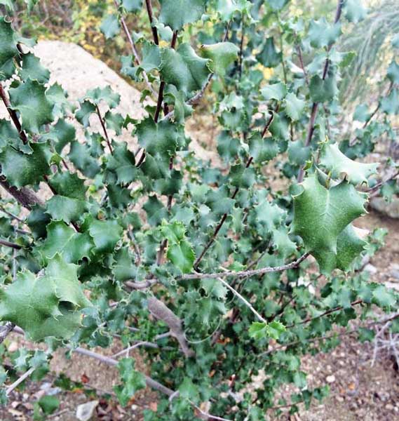 holly leaf cherry tree