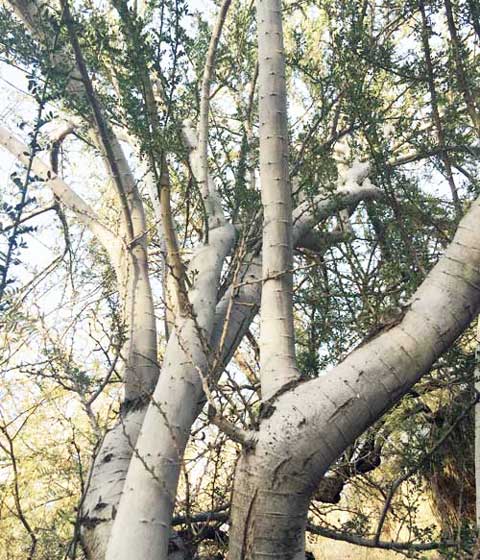 desert ironwood tree