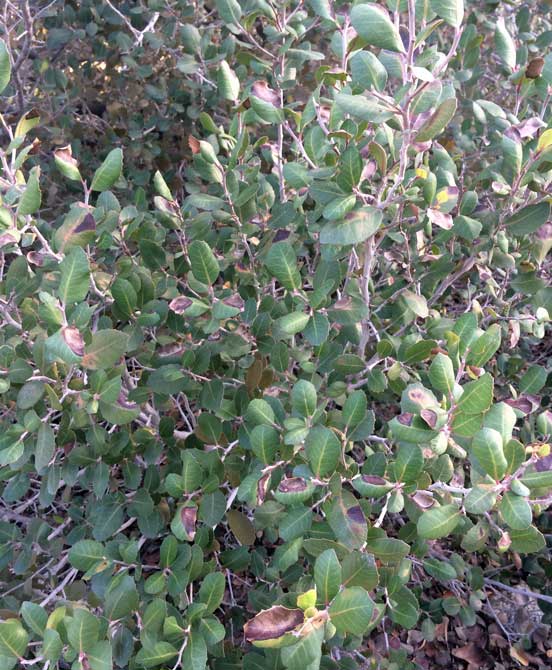 lemonade-berry shrub